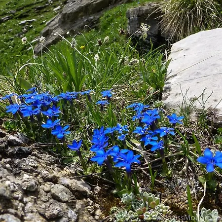 L'epicea Leysin