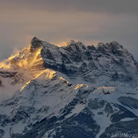 L'epicea Leysin